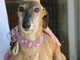 Armani, Galgo Espagnol de 7 ans à adopter