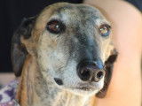 Armani, Galgo Espagnol de 7 ans à adopter
