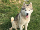 Chien mâle Husky de 3 ans en vente (LOF)