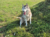2 chiennes Husky Sibérien de 3 ans à réserver (LOF)