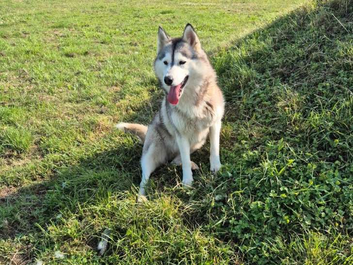 2 chiennes Husky Sibérien de 3 ans à réserver (LOF)