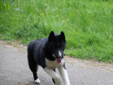 À vendre, 2 chiots femelles Husky Sibérien LOF