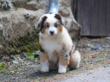 À vendre, 3 chiots Bergers Américains Miniatures (LOF)