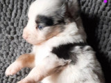 Chiots Berger Américain Miniature LOF disponibles à la vente