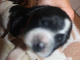 6 chiots English Springer Spaniel LOF à réserver