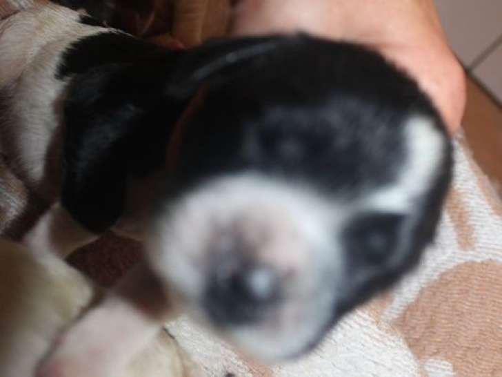 6 chiots English Springer Spaniel LOF à réserver