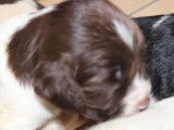 6 chiots English Springer Spaniel LOF à réserver