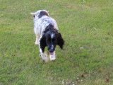 6 chiots English Springer Spaniel LOF à réserver