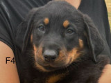 2 chiots femelles Beauceron LOF à réserver
