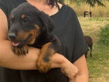 2 chiots femelles Beauceron LOF à réserver