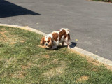 Chienne Cavalier King Charles disponible à l’achat (LOF)