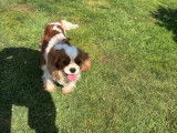 Chienne Cavalier King Charles disponible à l’achat (LOF)