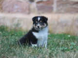Chiots de race Berger des Shetland à vendre (2 mâles)