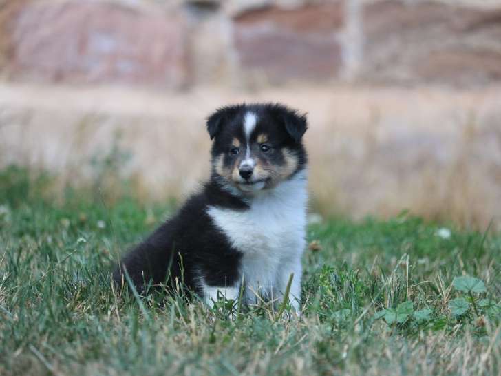 Chiots de race Berger des Shetland à vendre (2 mâles)