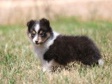 Chiots de race Berger des Shetland à vendre (2 mâles)