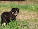 Chiots de race Berger des Shetland à vendre (2 mâles)