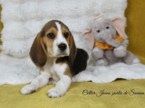1 chiot mâle Beagle LOF à vendre