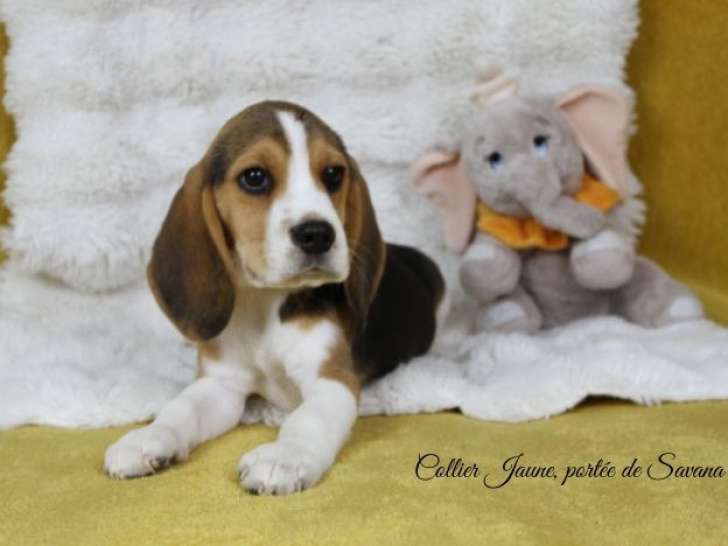 1 chiot mâle Beagle LOF à vendre