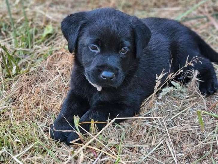 À réserver, 7 chiots Labrador Retriever (LOF)
