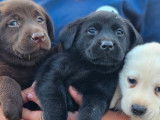 À réserver, 7 chiots Labrador Retriever (LOF)