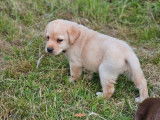 À réserver, 7 chiots Labrador Retriever (LOF)
