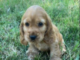 À vendre, 1 chiot mâle Cocker Anglais golden (LOF)