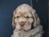 1 chiot mâle Cocker Anglais golden LOF en vente