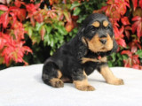 1 chiot femelle Cocker Anglais noir et feu LOF disponible à la vente