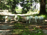 À vendre, 2 chiots femelles Berger Blanc Suisse LOF