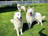 À vendre, 2 chiots femelles Berger Blanc Suisse LOF