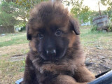 À réserver, 3 chiots mâles Berger Allemand (LOF)