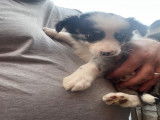 Chiots Border Collie à vendre