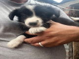 Chiots Border Collie à vendre