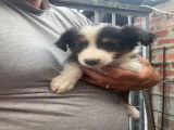 Chiots Border Collie à vendre