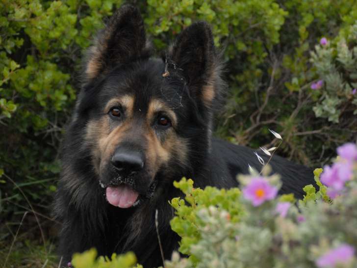 Mâle Altdeutscher Schäferhund disponible pour saillie