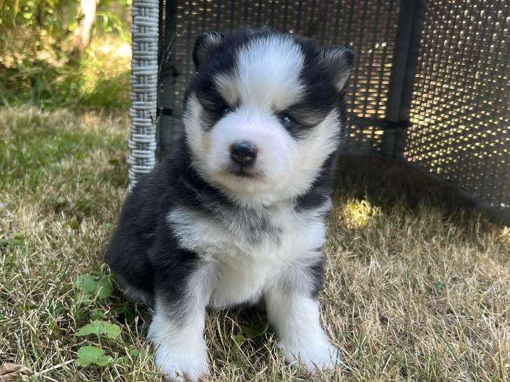 Chiot Pomsky noir et blanc à vendre