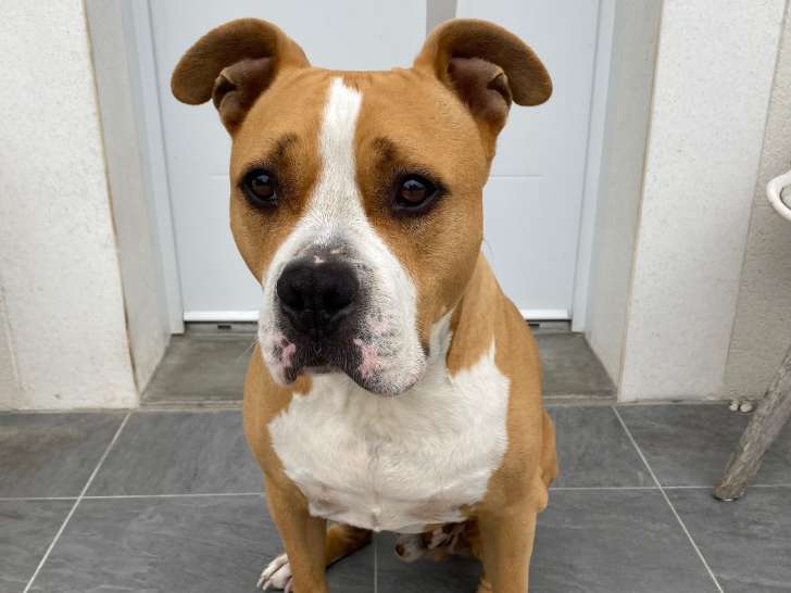 Chien adulte de race American Staffordshire Terrier Mâle à donner