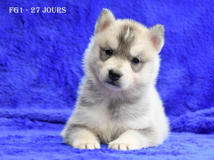 Chiots Husky LOF à vendre