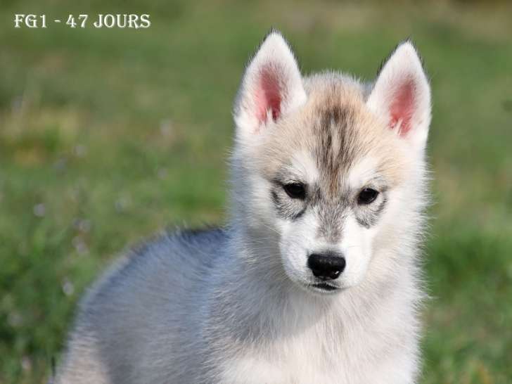 Chiots Husky LOF à vendre