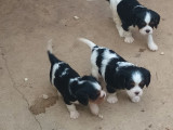 À réserver, 5 chiots Cavalier King Charles (LOF)