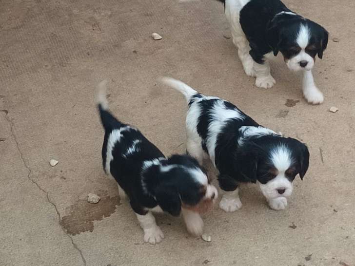 À réserver, 5 chiots Cavalier King Charles (LOF)