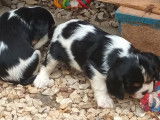 À réserver, 5 chiots Cavalier King Charles (LOF)