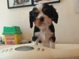 À réserver, 5 chiots Cavalier King Charles (LOF)