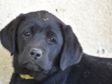 Chiots mâles Labrador Retriever noirs LOF à vendre