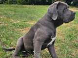 1 chiot femelle Cane Corso LOF disponible à l’achat