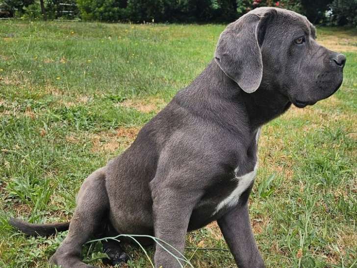 1 chiot femelle Cane Corso LOF disponible à l’achat