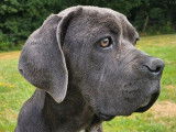 1 chiot femelle Cane Corso LOF disponible à l’achat