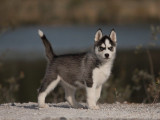 1 chiot Husky Sibérien femelle LOF à vendre