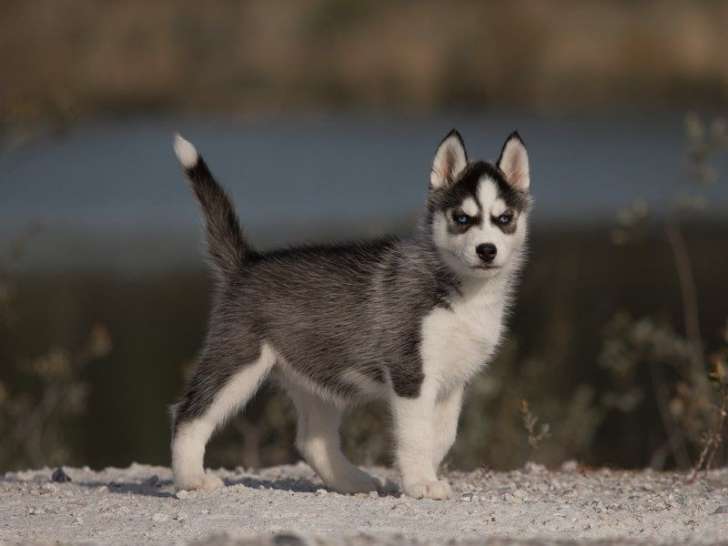 1 chiot Husky Sibérien femelle LOF à vendre