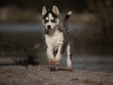 1 chiot Husky Sibérien femelle LOF à vendre